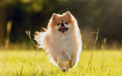 Medial Patellar Luxation and Surgical Correction in Dogs