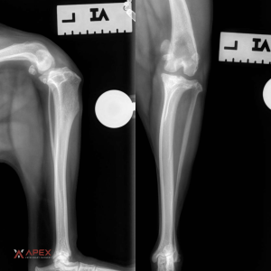 A lateral and DP radiograph view of a dog's stifle at Apex Veterinary Surgery