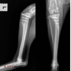 Post-operative lateral and DP radiographs after surgical correction of medial patellar luxation at Apex Veterinary Surgery. 