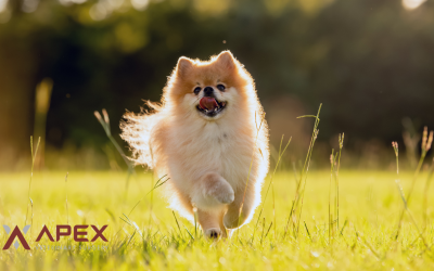 Medial Patellar Luxation (MPL) in Dogs: Grades & Surgery