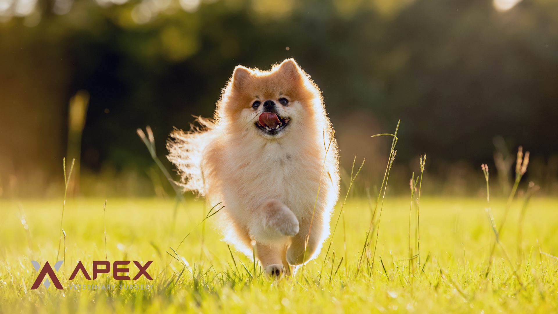 A Pomeranian, one of the small breeds prone to medial patellar luxation (MPL).