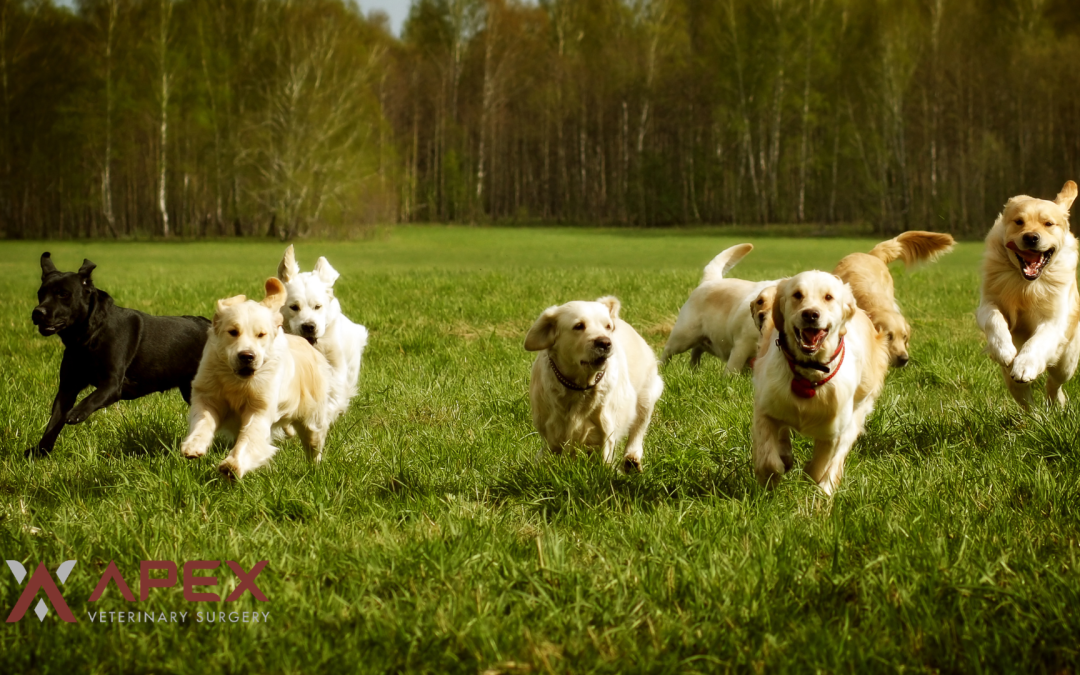 CCL Disease and TPLO Surgery in Dogs: A Pet Owner’s Guide