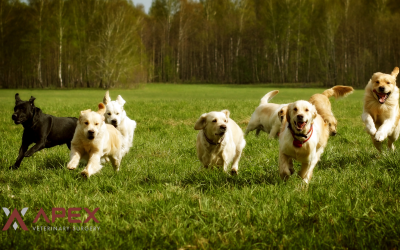 CCL Disease and TPLO Surgery in Dogs: A Pet Owner’s Guide