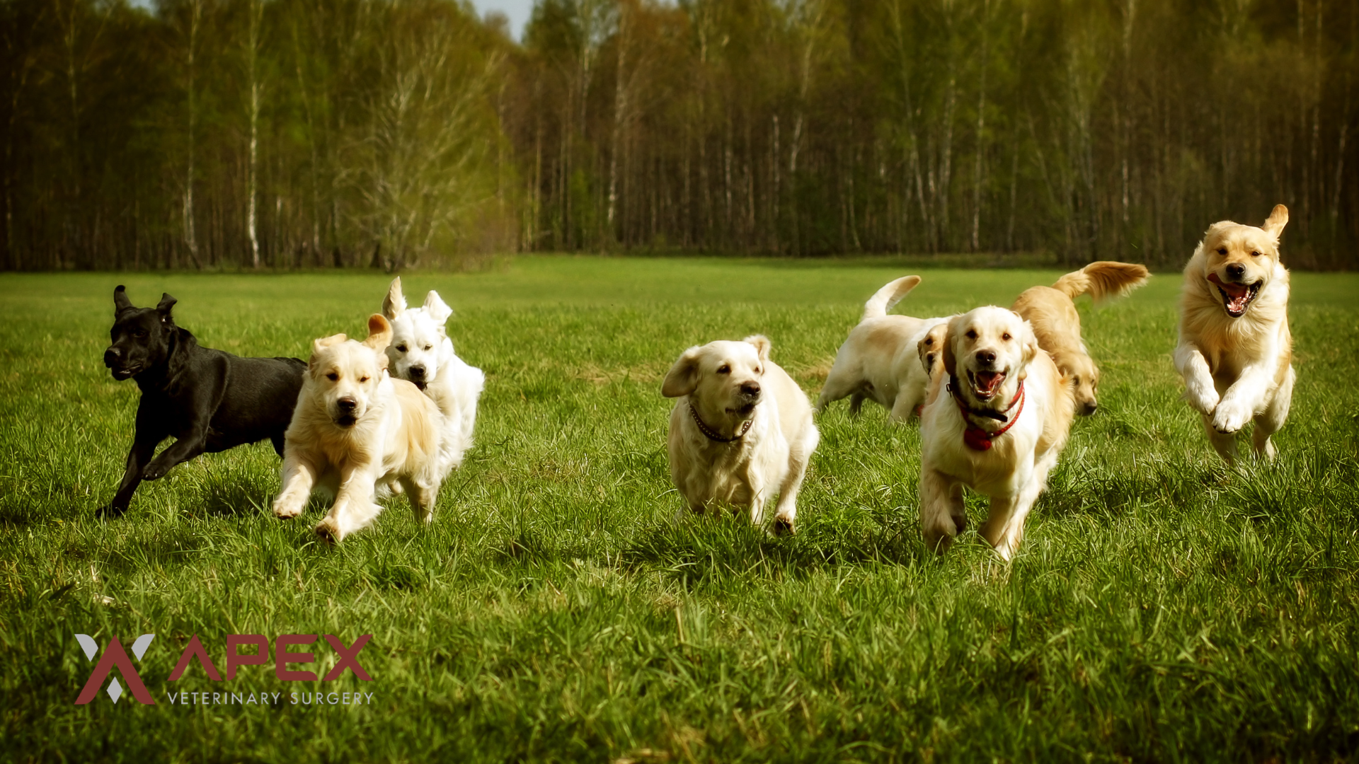 Dogs running at full speed across a grassy field, showing the return to full activity most dogs achieve after TPLO surgery for CCL disease