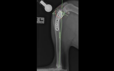 CCL Disease and TPLO Repair in Dogs