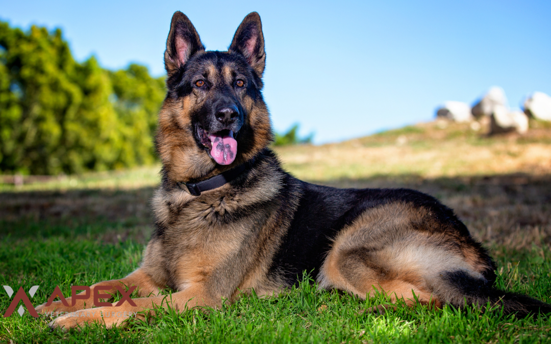 PennHIP Screening Radiographs for Hip Dysplasia in Dogs