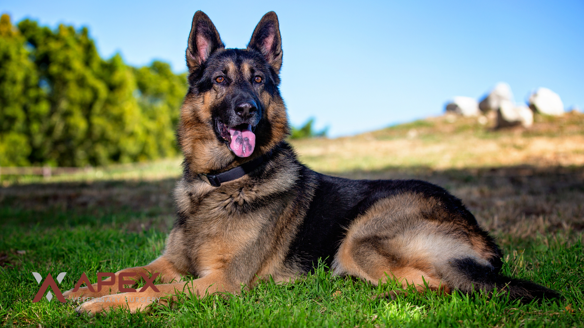 apex-veterinary-surgery-PennHIP-screening-header German Shepherd resting on grass, a large breed commonly screened for hip dysplasia with PennHIP
