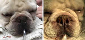 Before and after BOAS surgery: a brachycephalic dog's narrowed nostrils (stenotic nares) widened by alar fold resection
