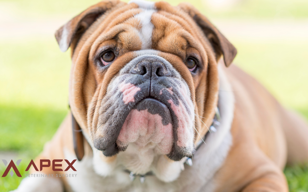 Brachycephalic Obstructive Airway Syndrome (BOAS) in Dogs