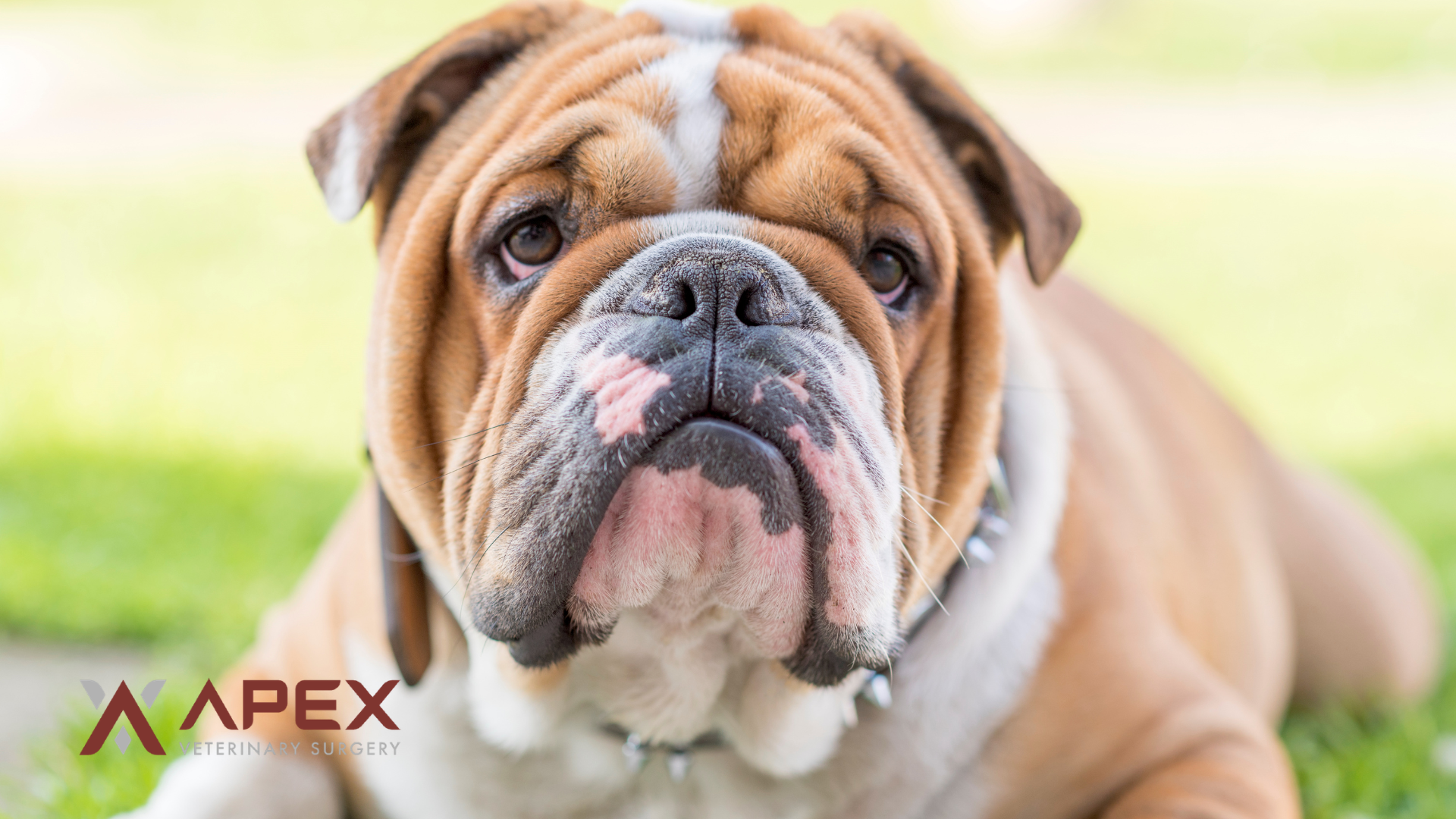 Close-up of an English Bulldog, a brachycephalic breed prone to BOAS breathing problems