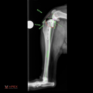 TPLO planning radiograph showing pre-surgical measurements and tibial plateau angle in a dog's knee