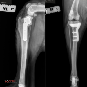 Combined post-operative TPLO radiographs from a single case at Apex Veterinary Surgery, showing the implant in side view and front-to-back view. Both confirm proper plate position and bone alignment after surgery.