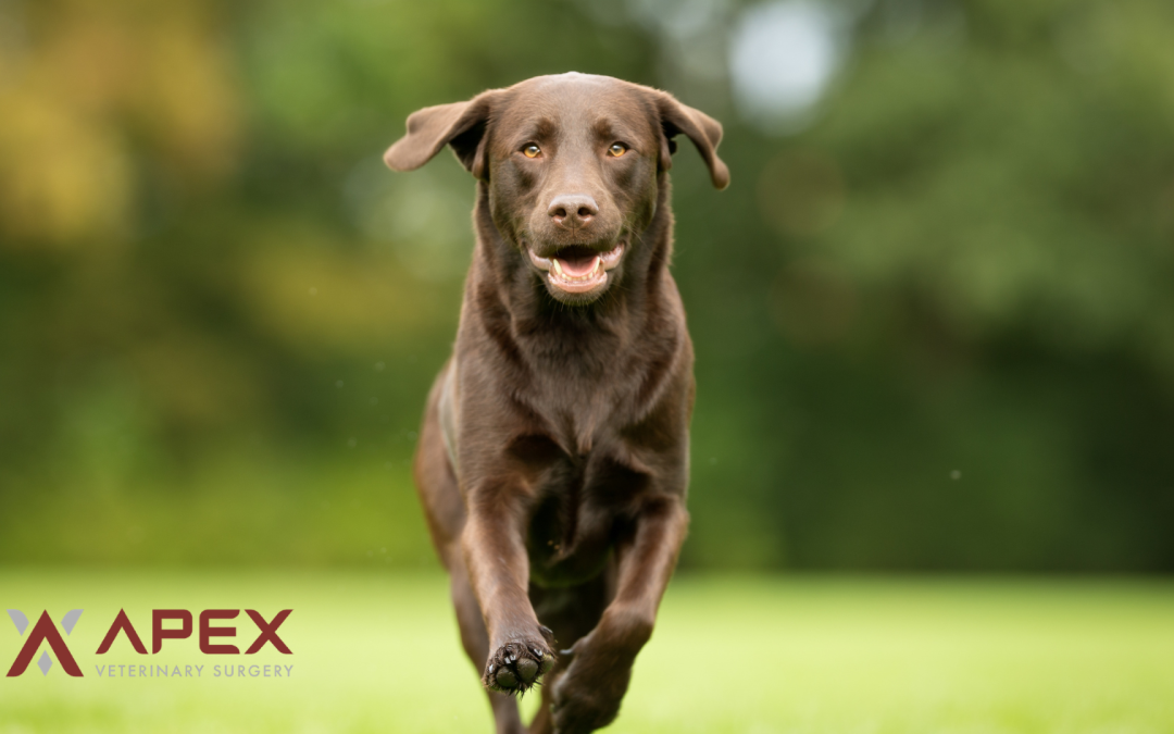 TTA vs TPLO: Why TPLO is the Modern Standard for a Torn Knee Ligament in Dogs