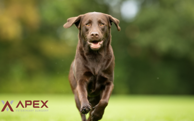 TTA vs TPLO: Why TPLO is the Modern Standard for a Torn Knee Ligament in Dogs