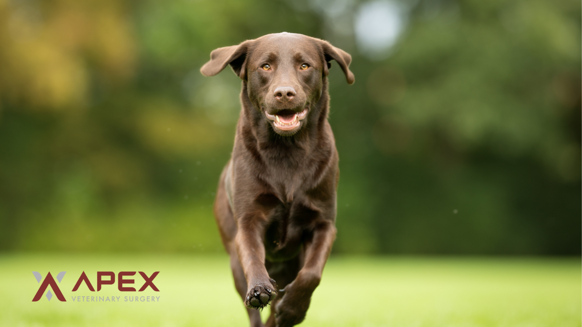 Chocolate Labrador Running (Apex Veterinary Surgery)
