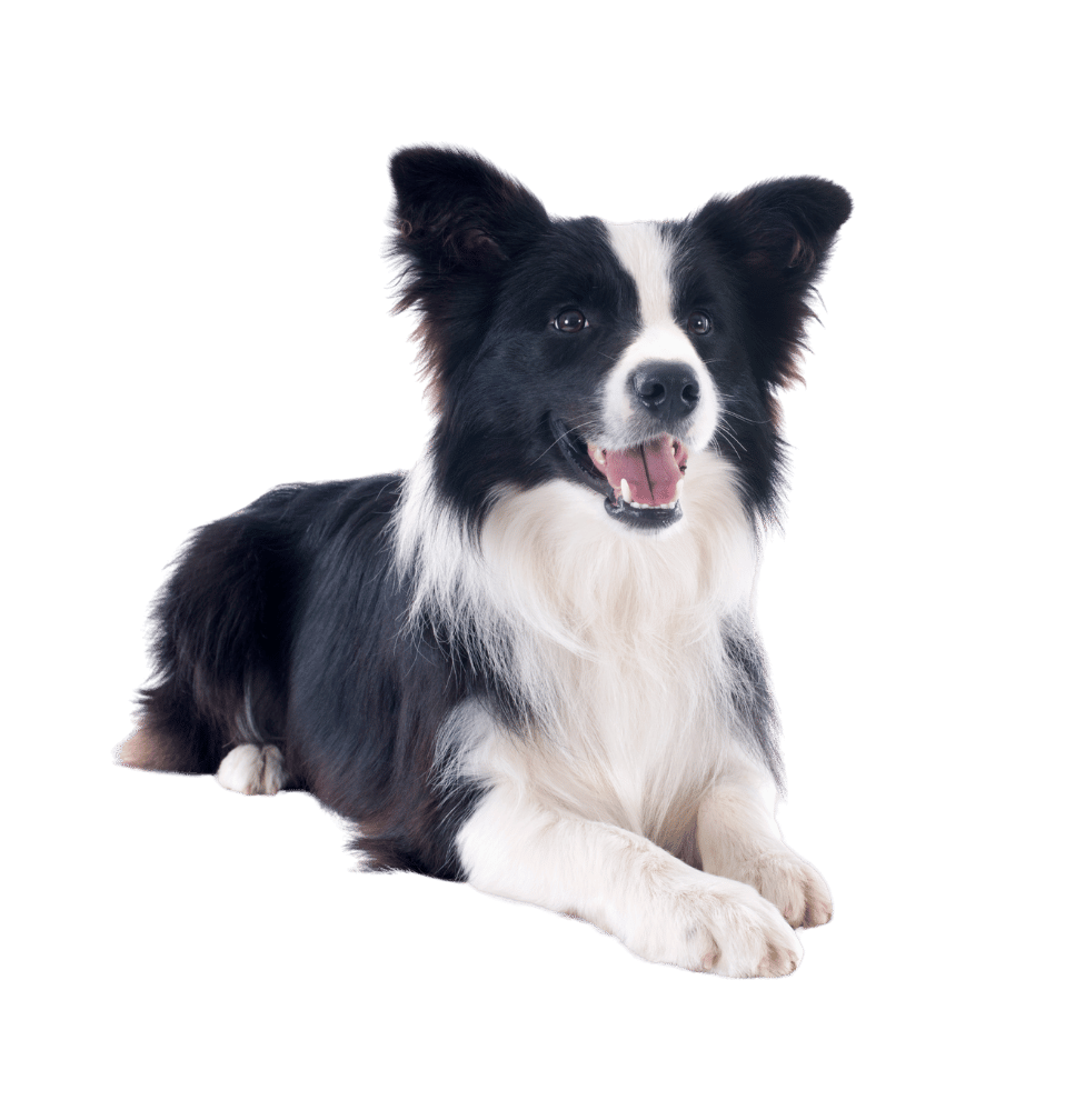 Border collie, a strong candidate for TPLO surgery, at Apex Veterinary Surgery