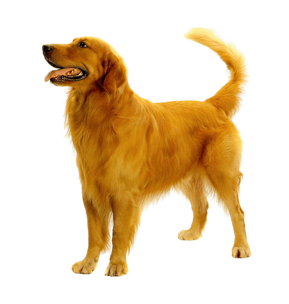 Golden retriever standing